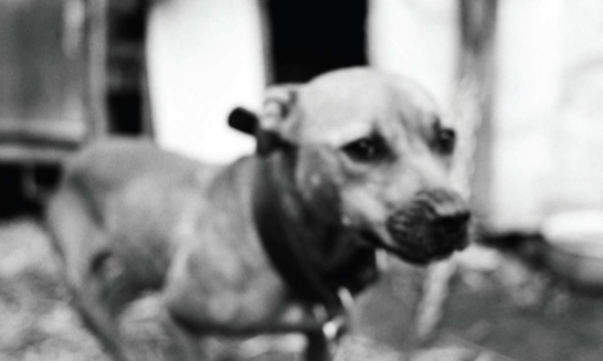 Jaka Babnik presenta \