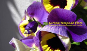 Lara Pujol prepara el llibre de \