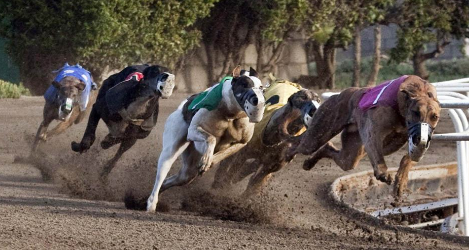 Minimercat i clausura de “Res a veure” a la Galeria Arcadi Calzada