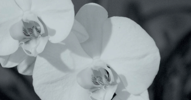 La col·lecció Josep Pla de la Diputació reedita les memòries d’Aurora Bertrana