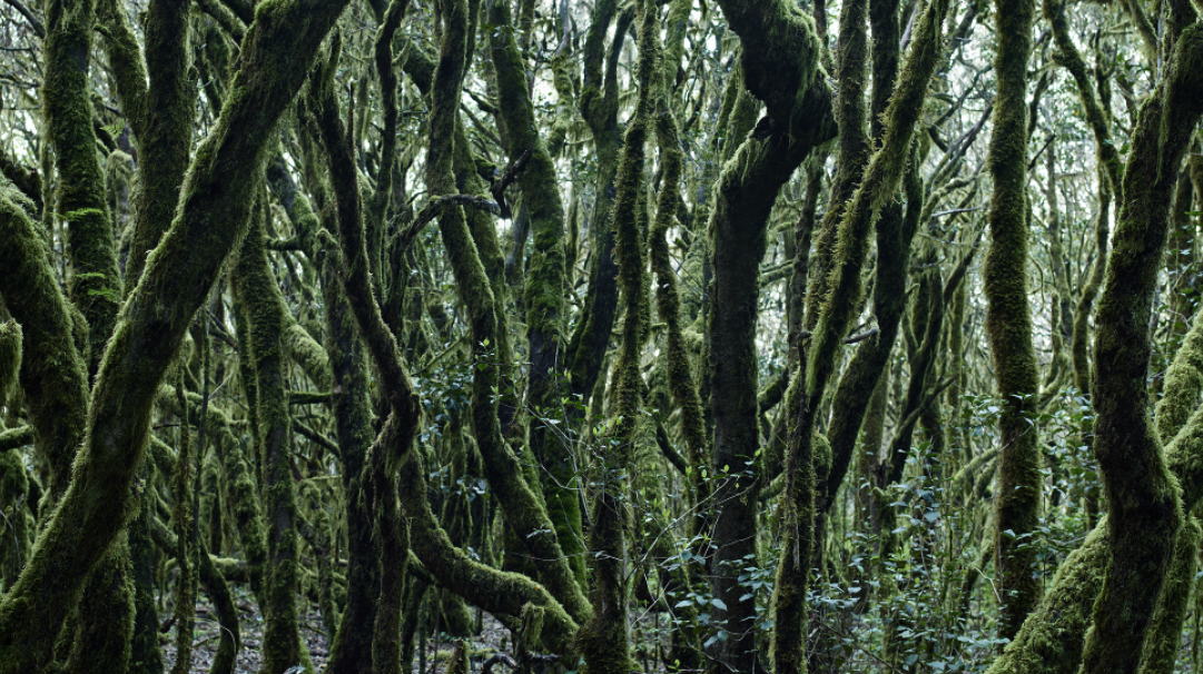 Nova fira de fotografia: Jäälphoto #1, del 14 al 16 de febrer a l\'hotel Chic&Basic