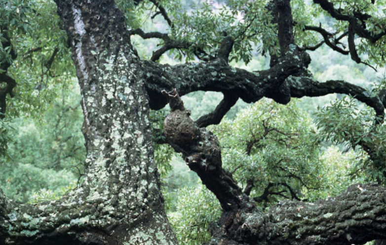 El Museu del Suro exposarà \