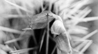 La Galeria Kowasa exposa obres de Laia Moreto i Hiro Matsuoka