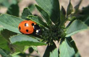El Museu Cerdà presenta \