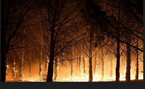 El Claustre organitza una subhasta per reduïr les conseqüències dels incendis de l\'Alt Empordà
