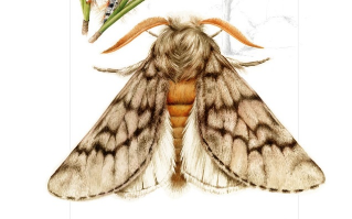 “Il·lustraciència”, a la Biblioteca Sagrada Família