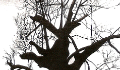 L\'Amistat prepara una exposició de Gemma Pichot