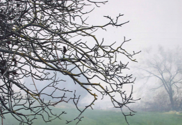 David Casals presenta \