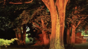 Es convoca el 12è Concurs de fotografia ecològica