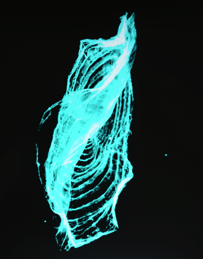 La destrucció de l\'ecosistema marí a la Galeria Montoriol de la mà d\'Aleydis Rispa