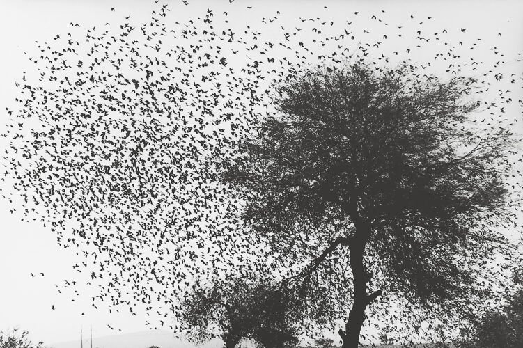 XX-115-arbol-con-pajaros_WG8_65-751x500