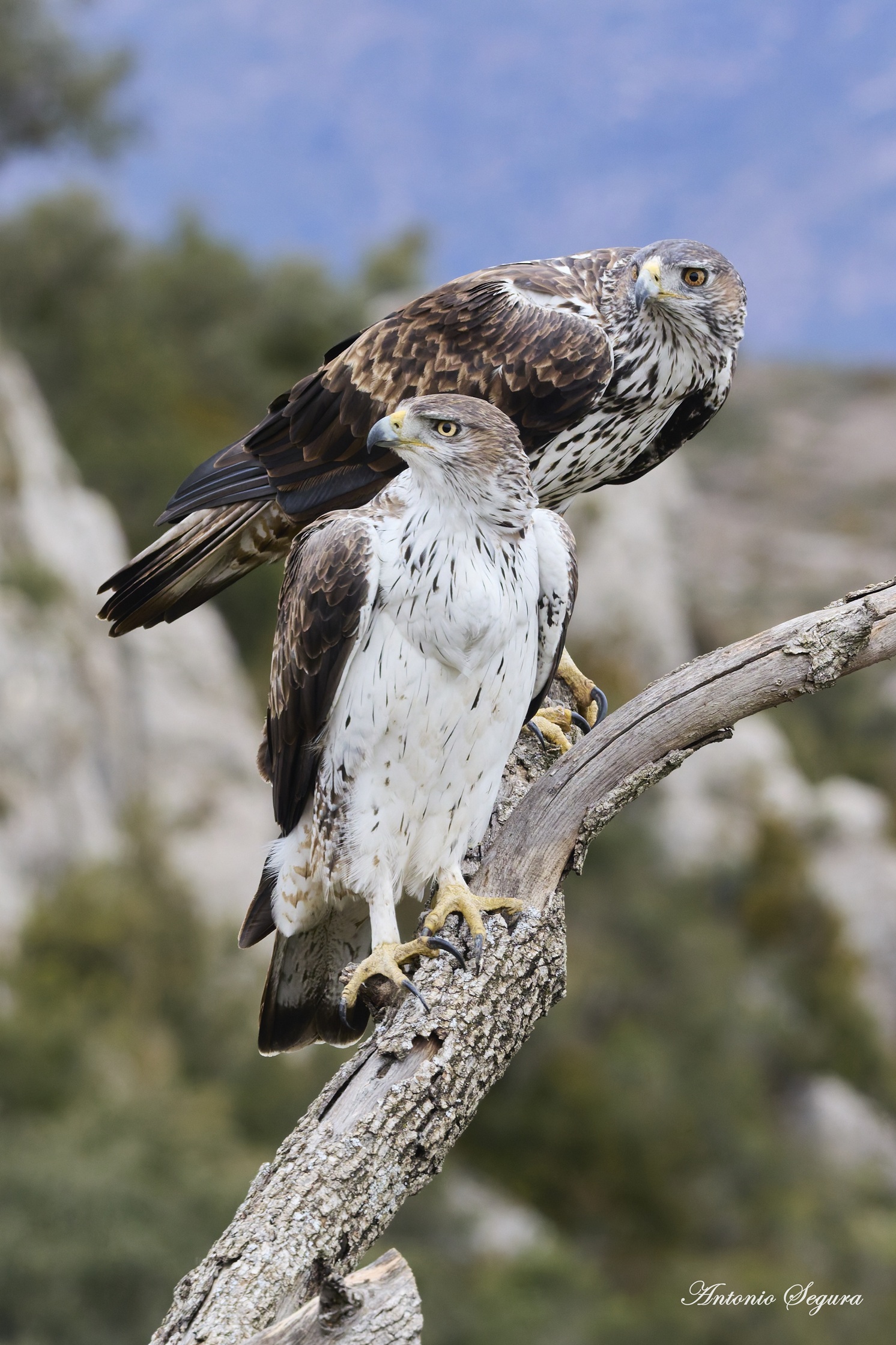 Vint anys de vi, art i territori a La Vinya dels Artistes