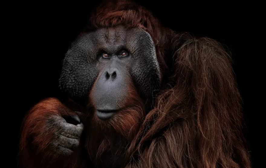 The Animals: retratos que miran de vuelta