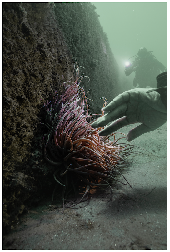 Natusfera Improbabilitas: la mirada submergida de Jonàs Forchini a L’Aparador del Museu Abelló