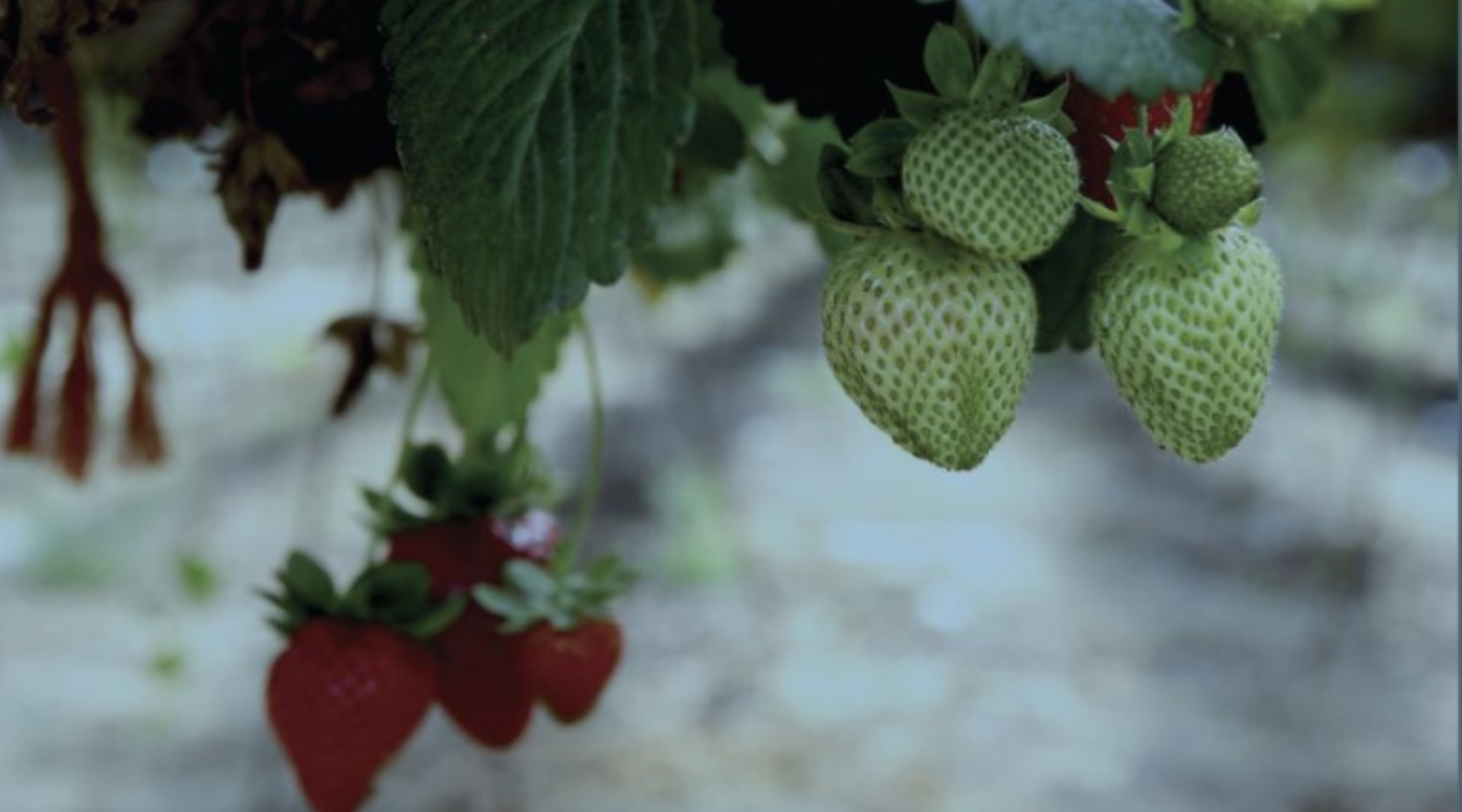 Temporada de maduixes i temporeres onubenses
