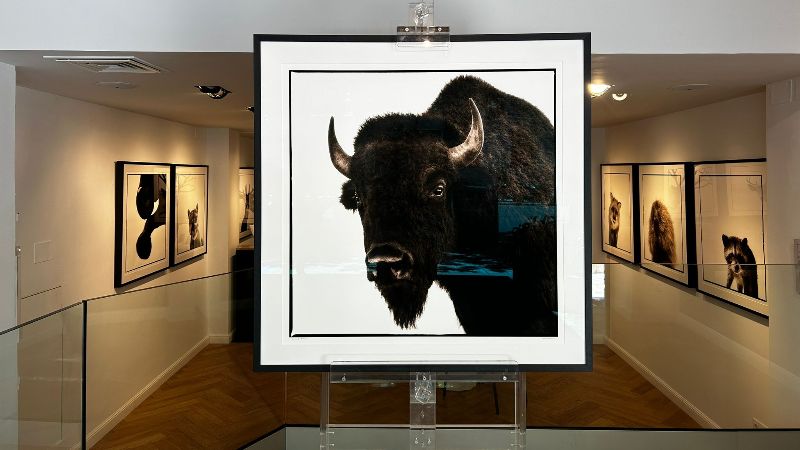 Exposició Wildlife Portrait de Nine François a Havet Gallery