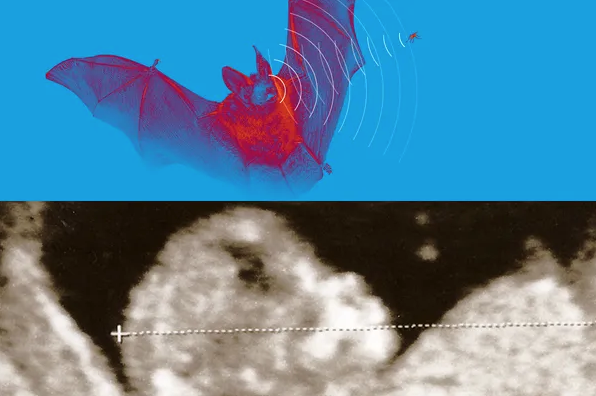 Dels ratpenats a la medicina l’exposició que revela el poder dels ultrasons
